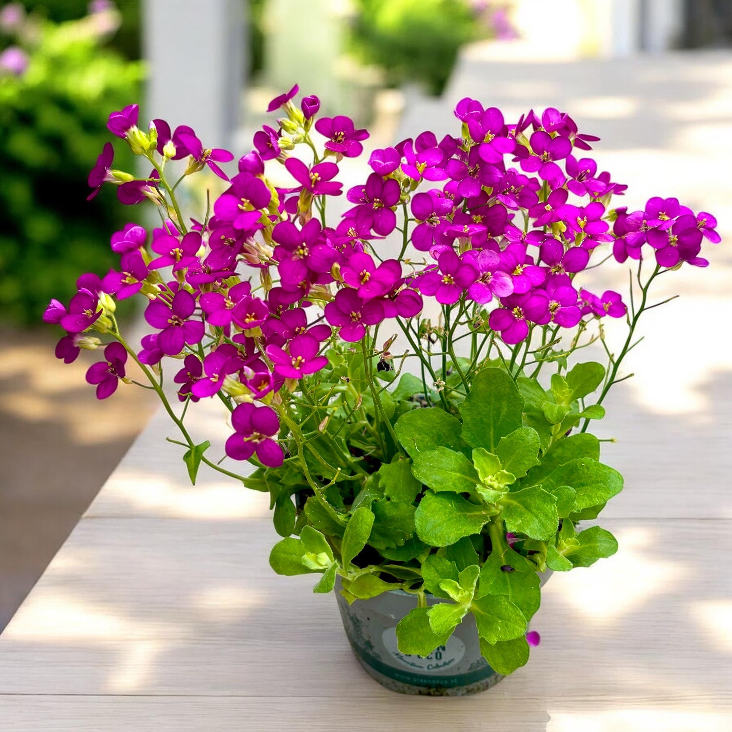 Arabis 'Little Treasure Rosé' (iarba de stanca) – covor floral