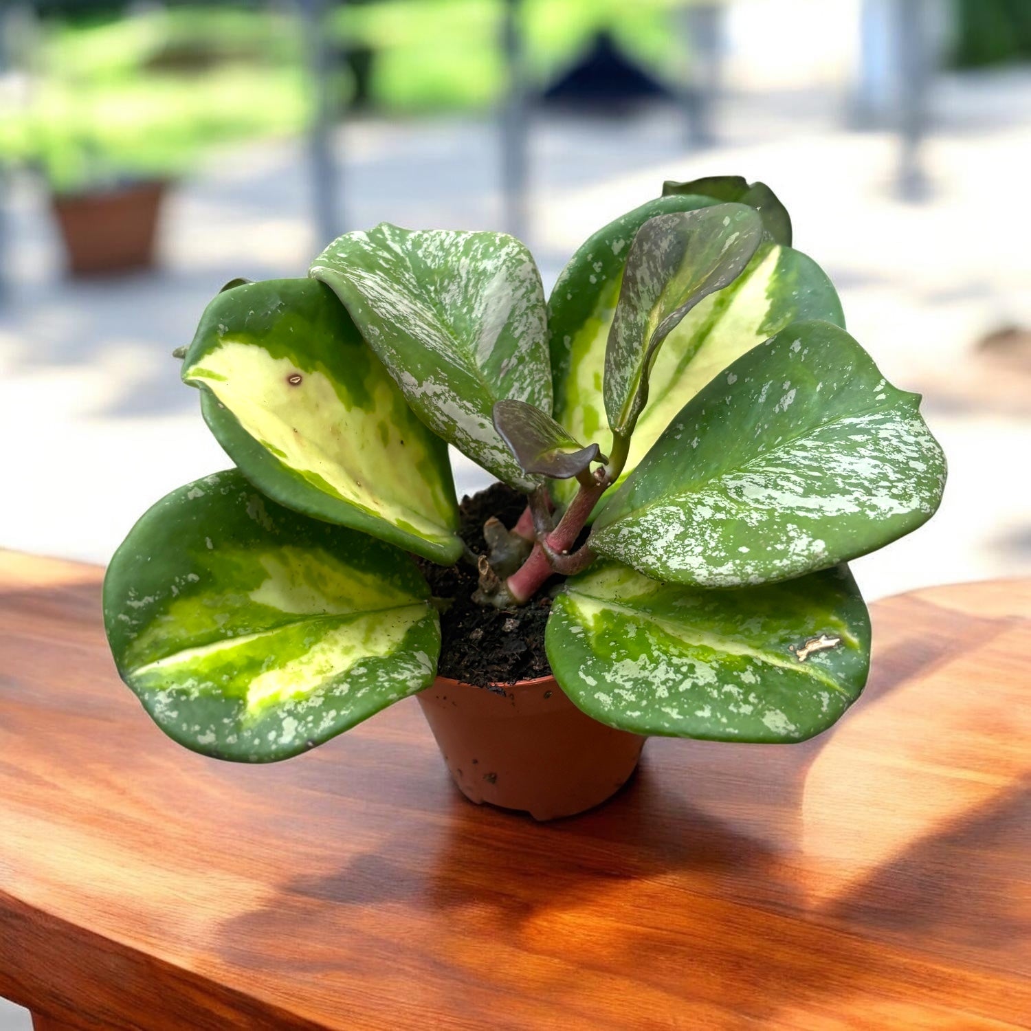 Hoya obovata 'Variegata Splash'  Secret Garden Plant Shop