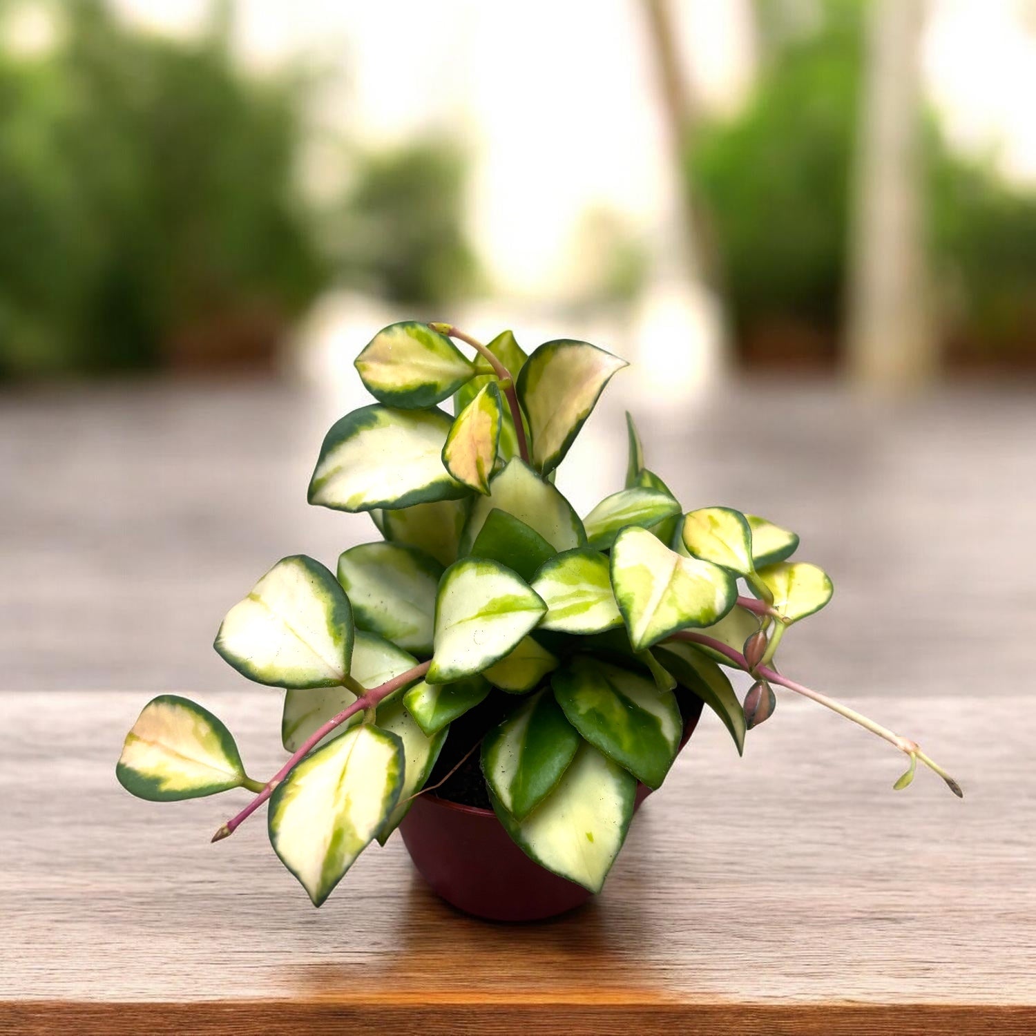 Hoya heuschkeliana 'Variegata' D6 – Secret Garden Plant Shop