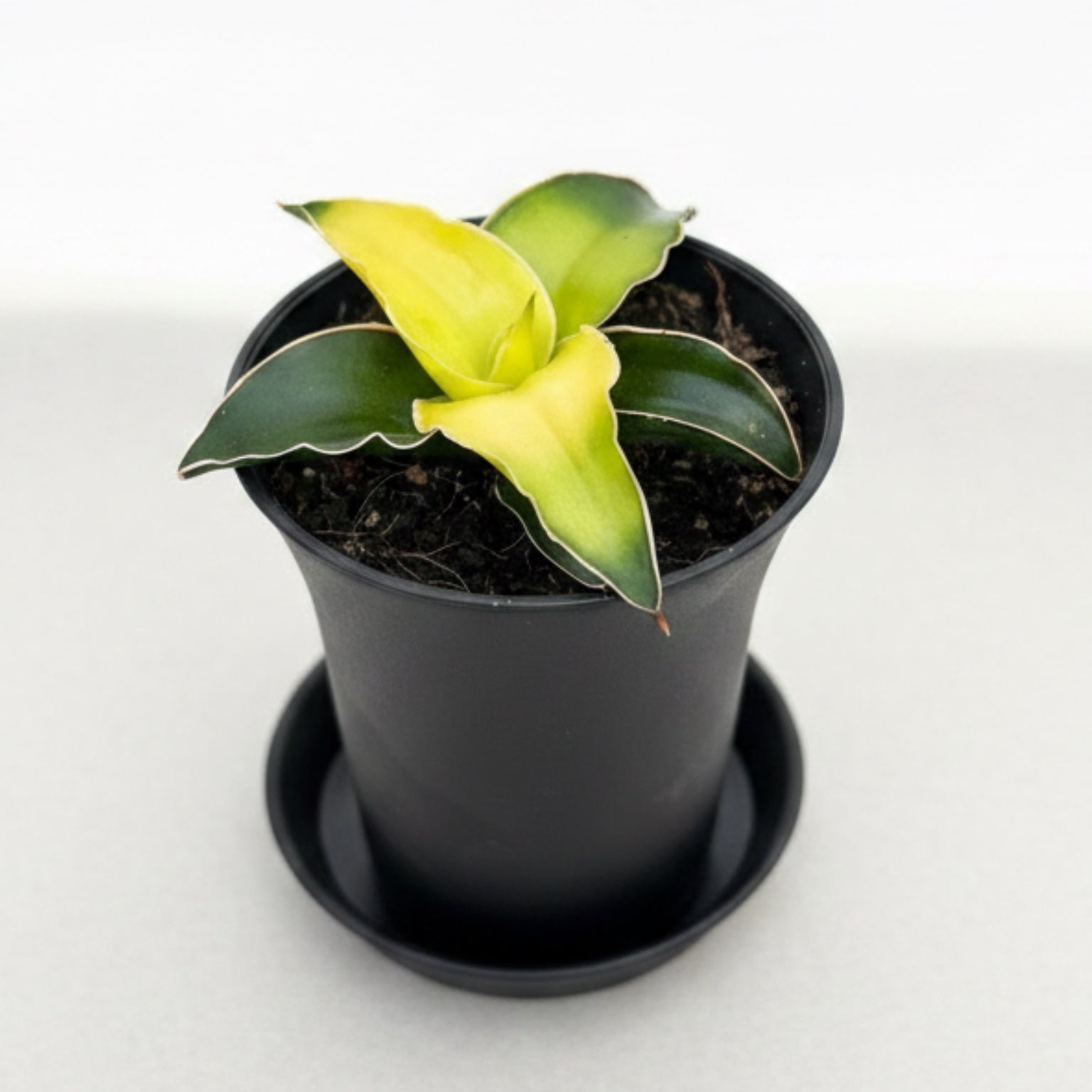 star canary snake plant Sansevieria 'Star Canary' D7 – Secret Garden Plant Shop