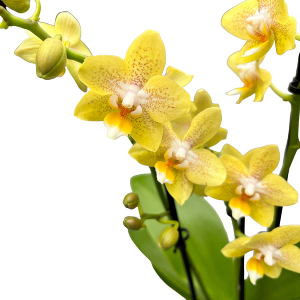 Phalaenopsis Summer - flori parfumate