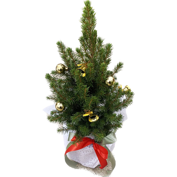 Natural Christmas tree decorated with golden ornaments