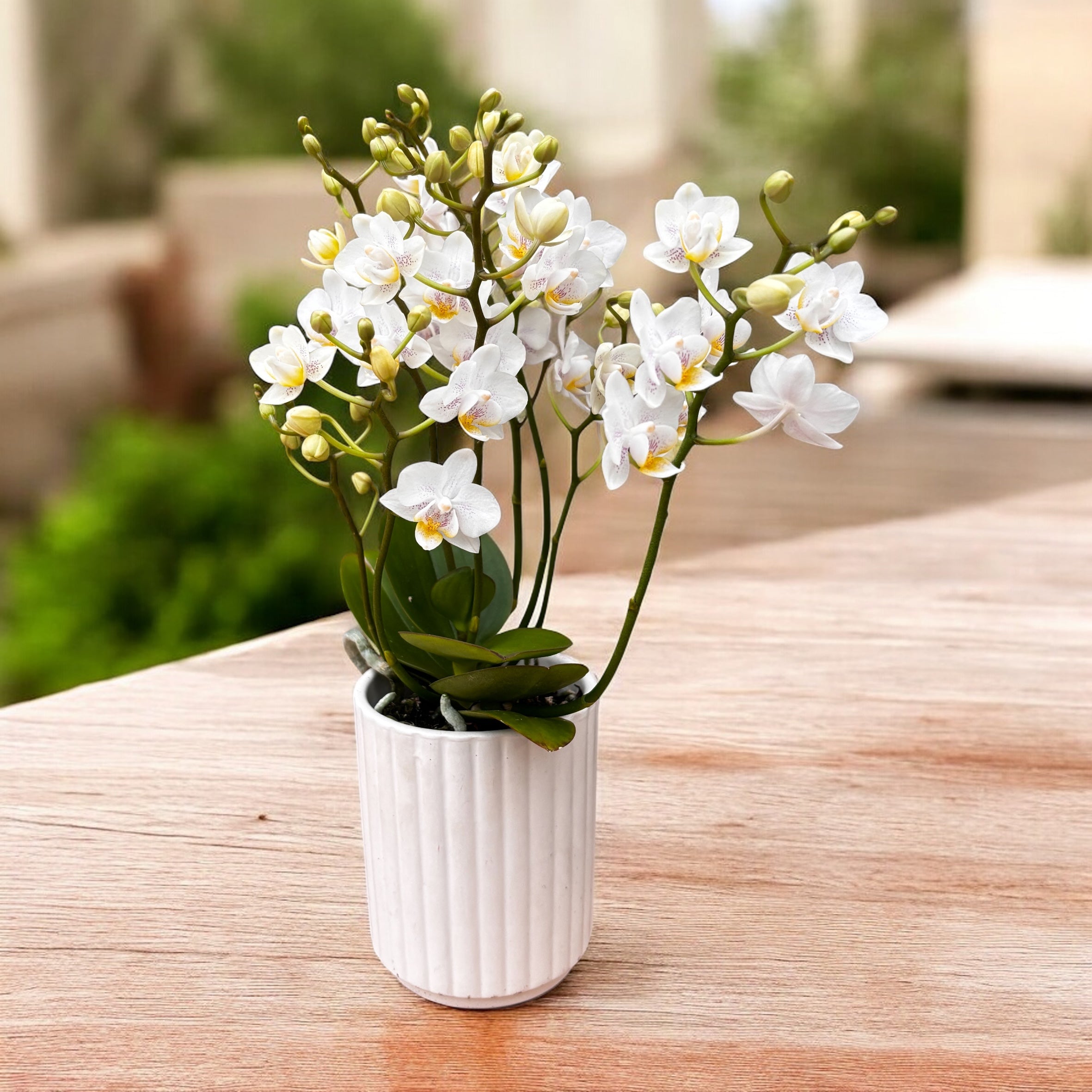 Phalaenopsis NE Cute 'Yayoi' (Wild) D7 – Secret Garden Plant Shop