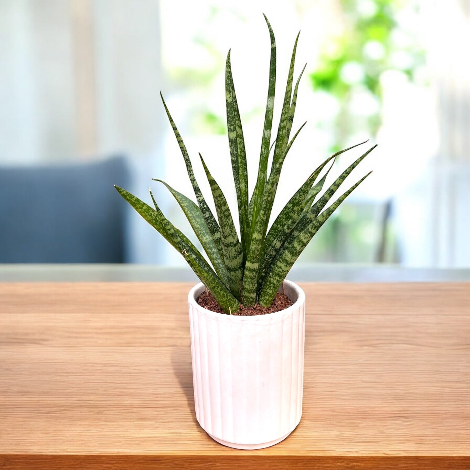 fleur sansevieria Sansevieria Digitorum – Secret Garden Plant Shop