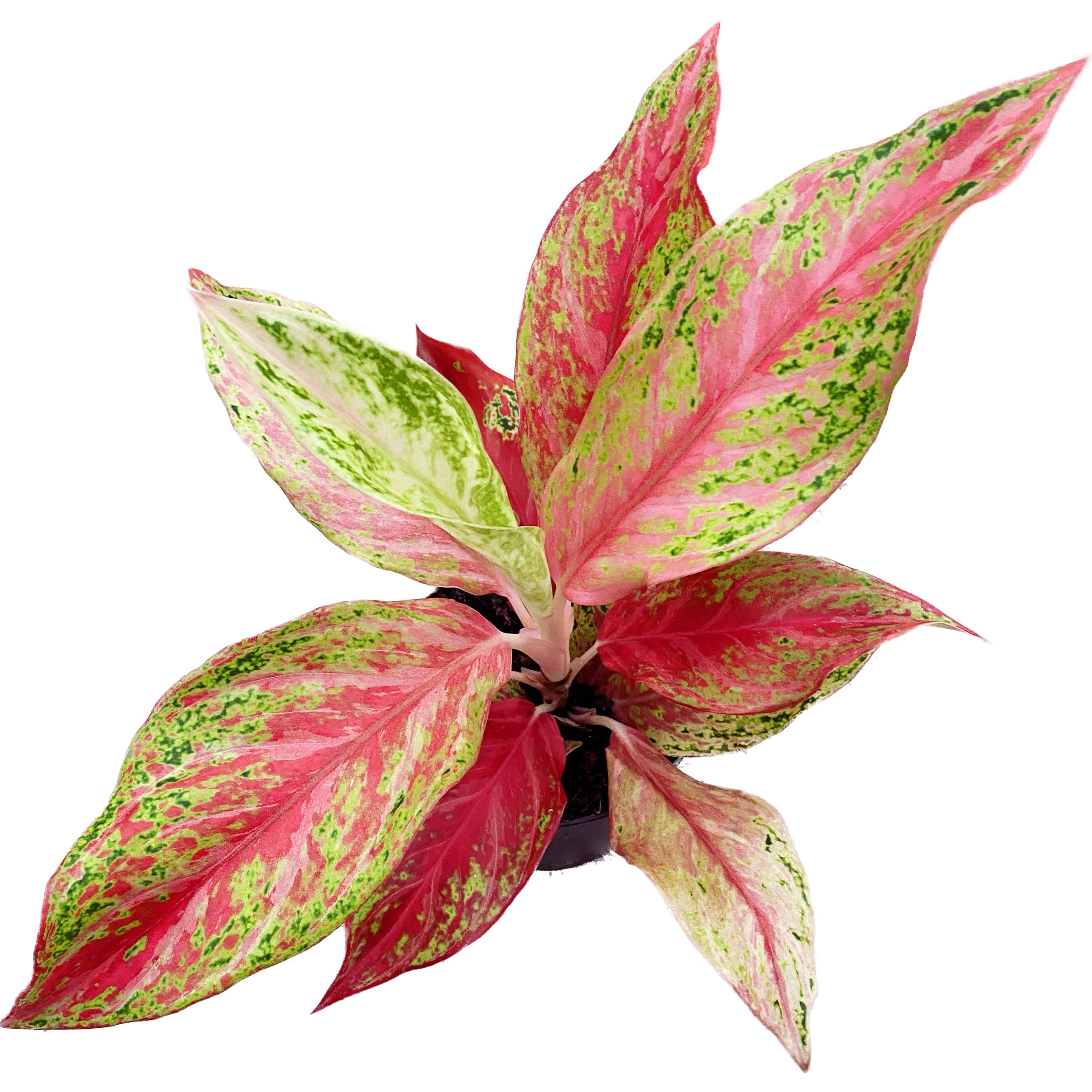 aglaonema prosperity Aglaonema 'Prosperity' – Secret Garden Plant Shop