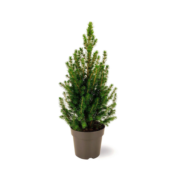 Picea Glauca Conica H45-50 cm - natural fir tree in pots
