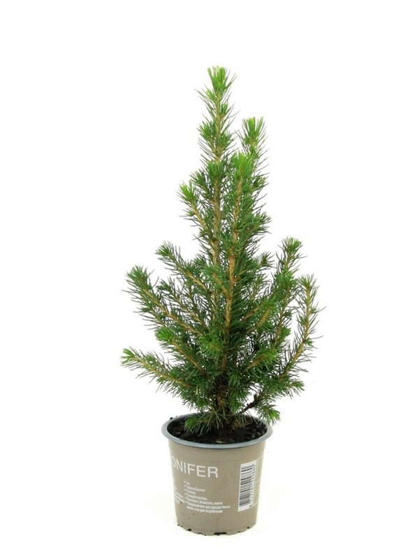 Picea Glauca Conica D9 - potted fir