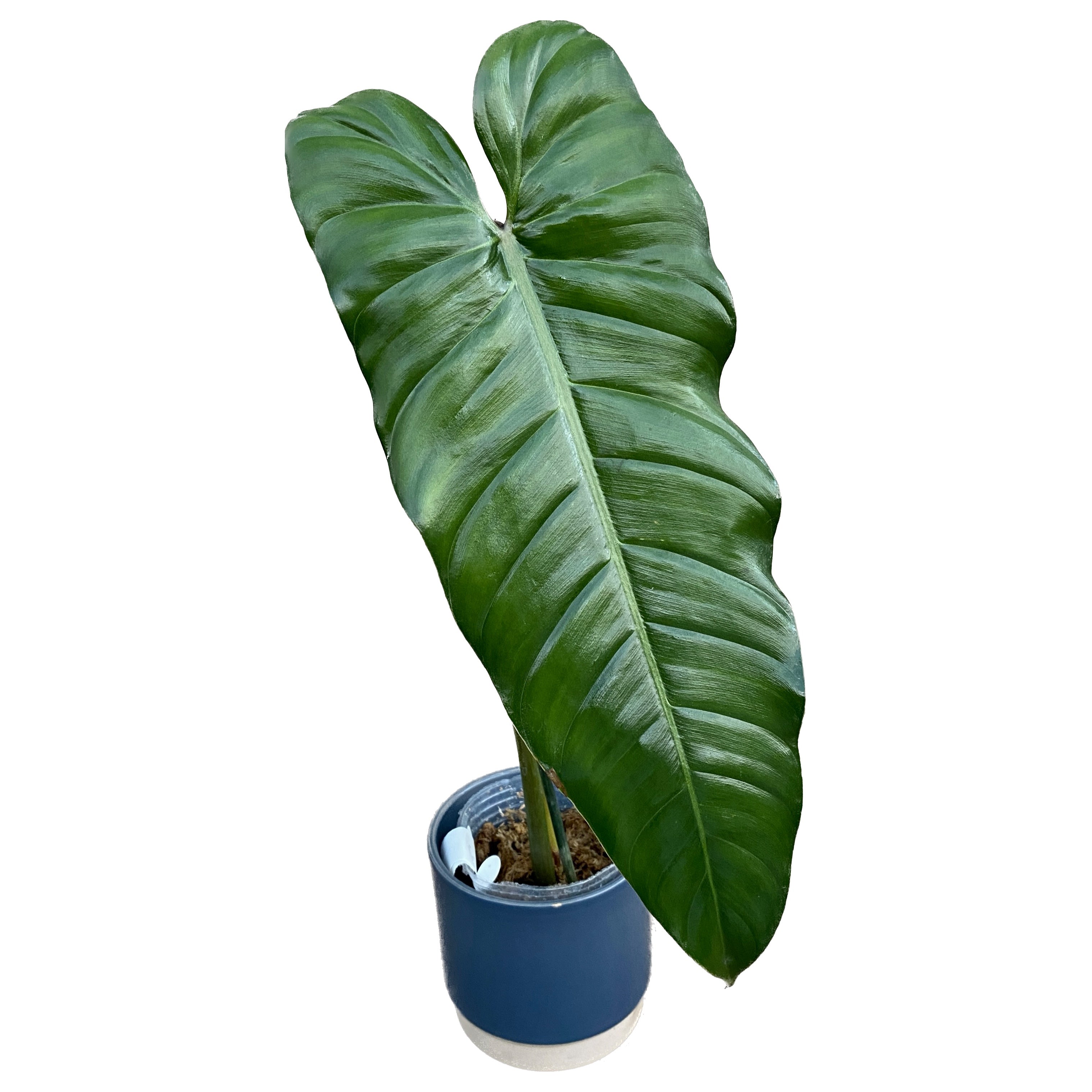 philodendron dolichogynium Philodendron dolichogynium – Secret Garden Plant Shop