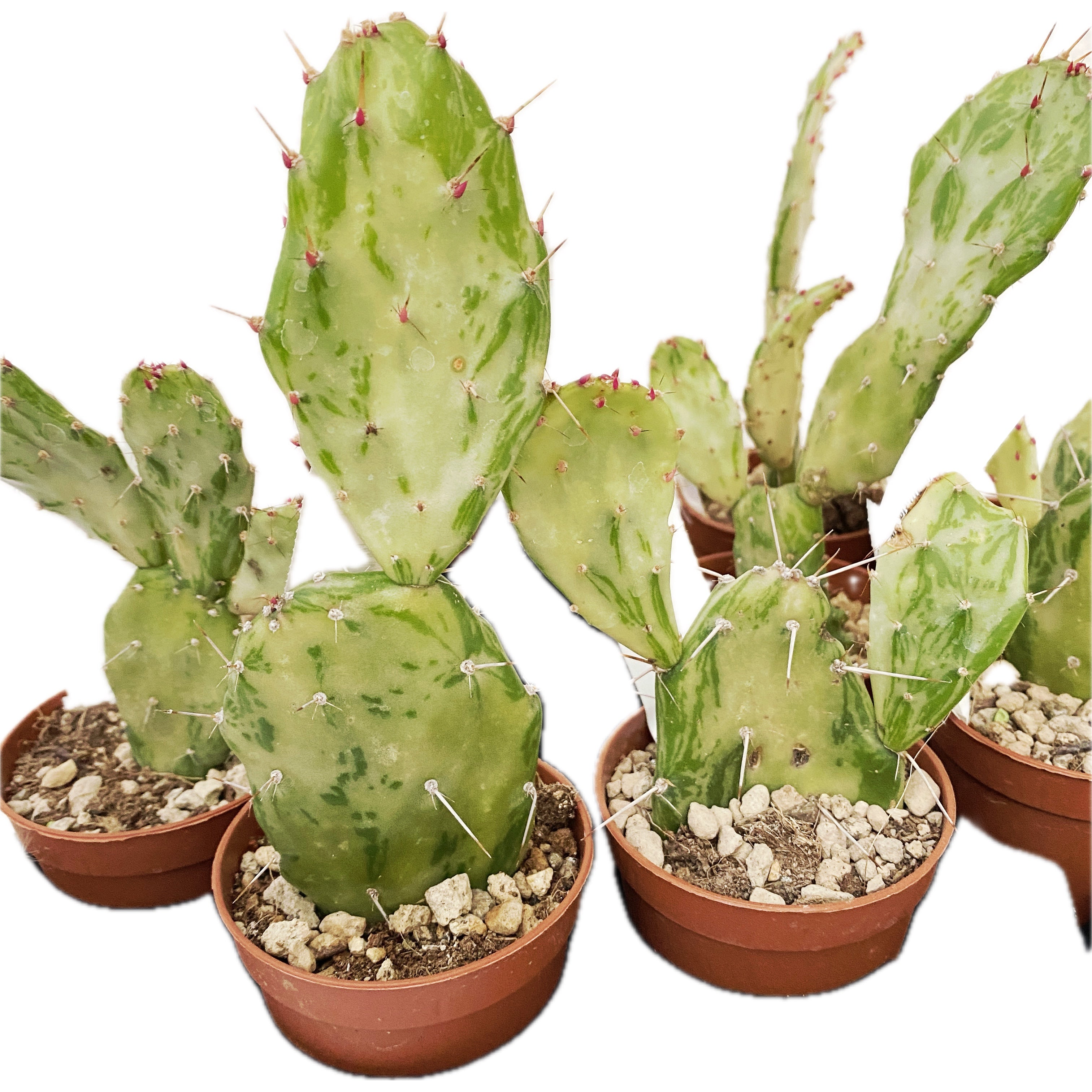 Opuntia monacantha f. monstruosa variegata – Secret Garden Plant Shop