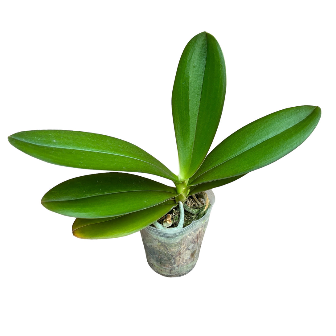 Phalaenopsis Chingruey's Goldstaff '520' (peloric) - 
