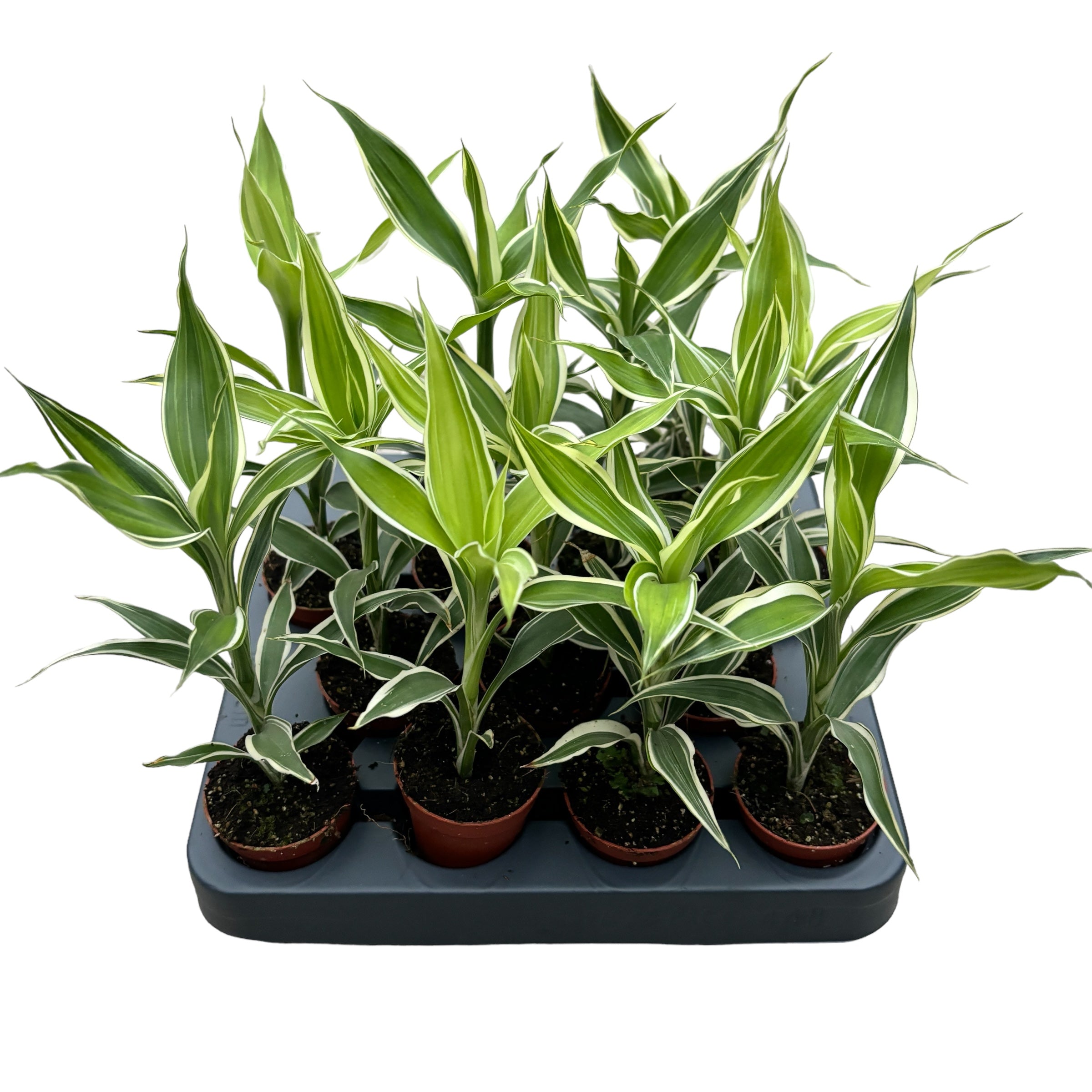 planta dracaena sanderiana Dracaena sanderiana Victory (planta bebé) – Secret Garden Plant Shop