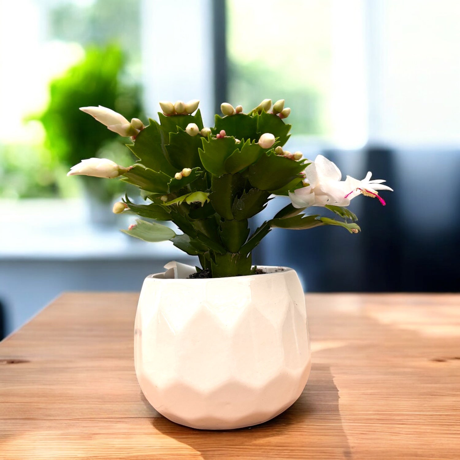 POWERS TO FLOWERS - SCHLUMBERGERA BIANCA IN VASO CERAMICA NERO OPACO, Vaso 13cm, Natalina, Pasqualina, Rhipsalis, pianta vera - Powers to flowers - piante e fiori POWERS TO FLOWERS - SCHLUMBERGERA BIANCA IN VASO CERAMICA NERO OPACO, Vaso 13cm, Natalina, Pasqualina, Rhipsalis, pianta vera - Powers to flowers - piante e fiori