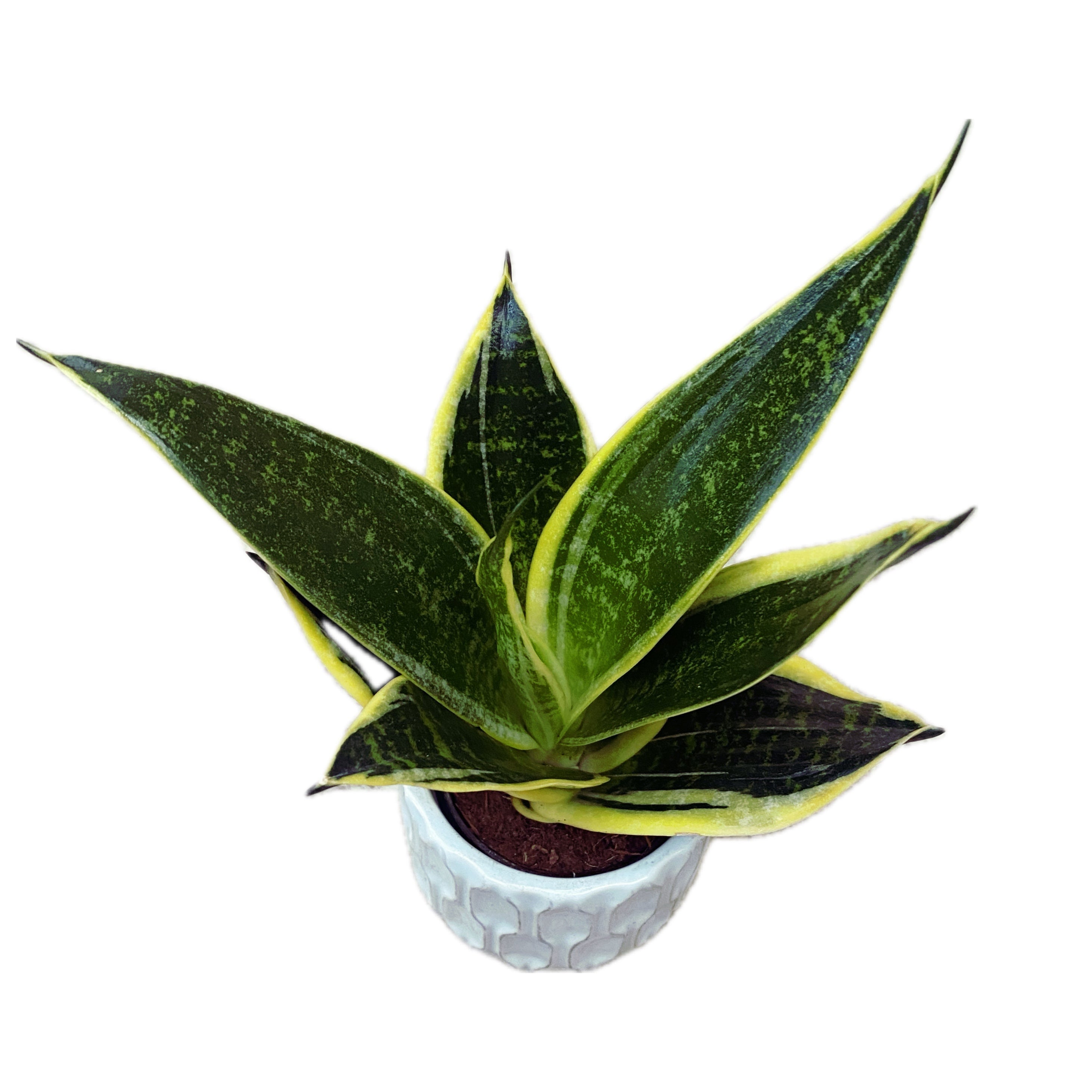 sansevieria ocean star Sansevieria Hahnii 'Ocean Star' D6 – Secret Garden Plant Shop