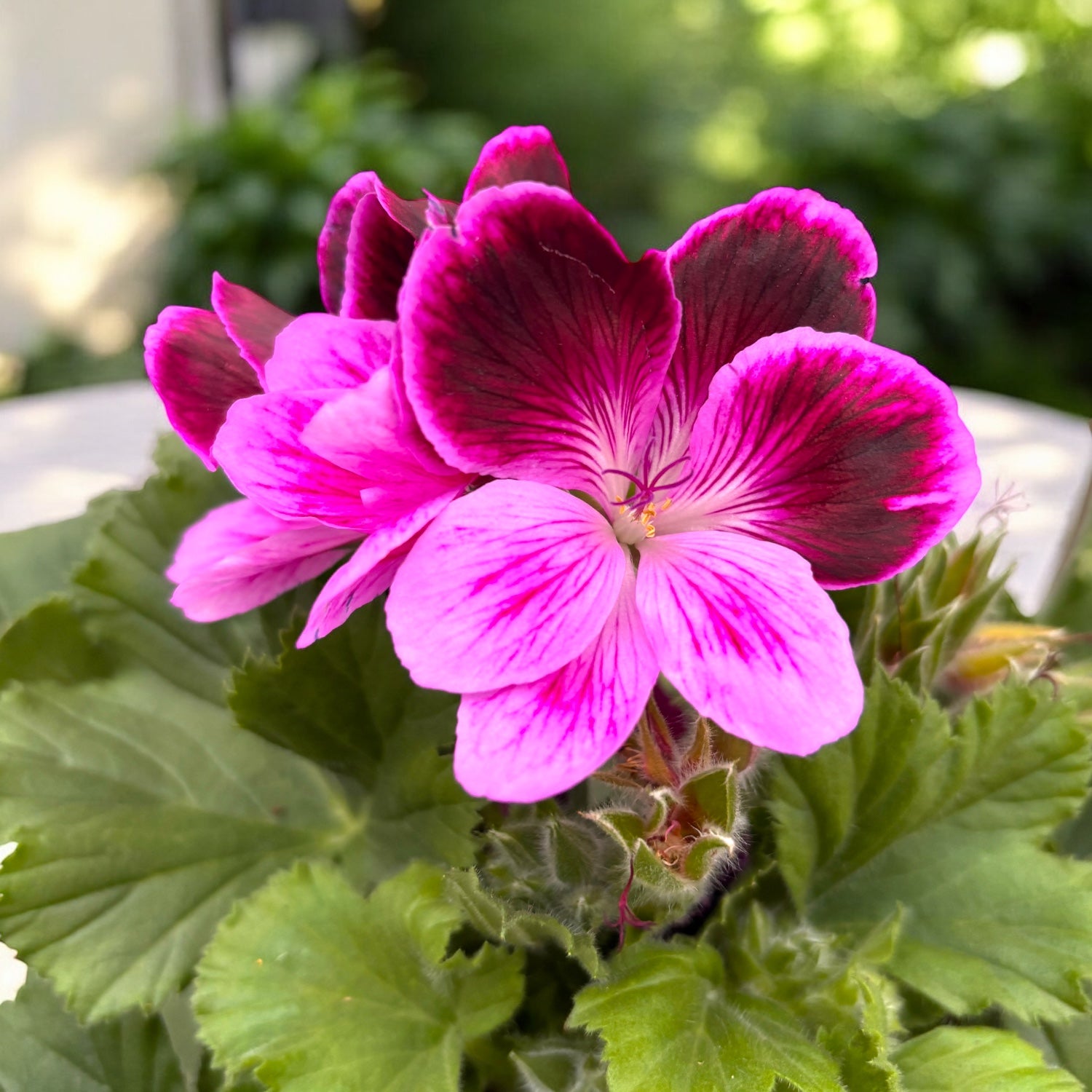 Pelargonium Grandiflorum Judith