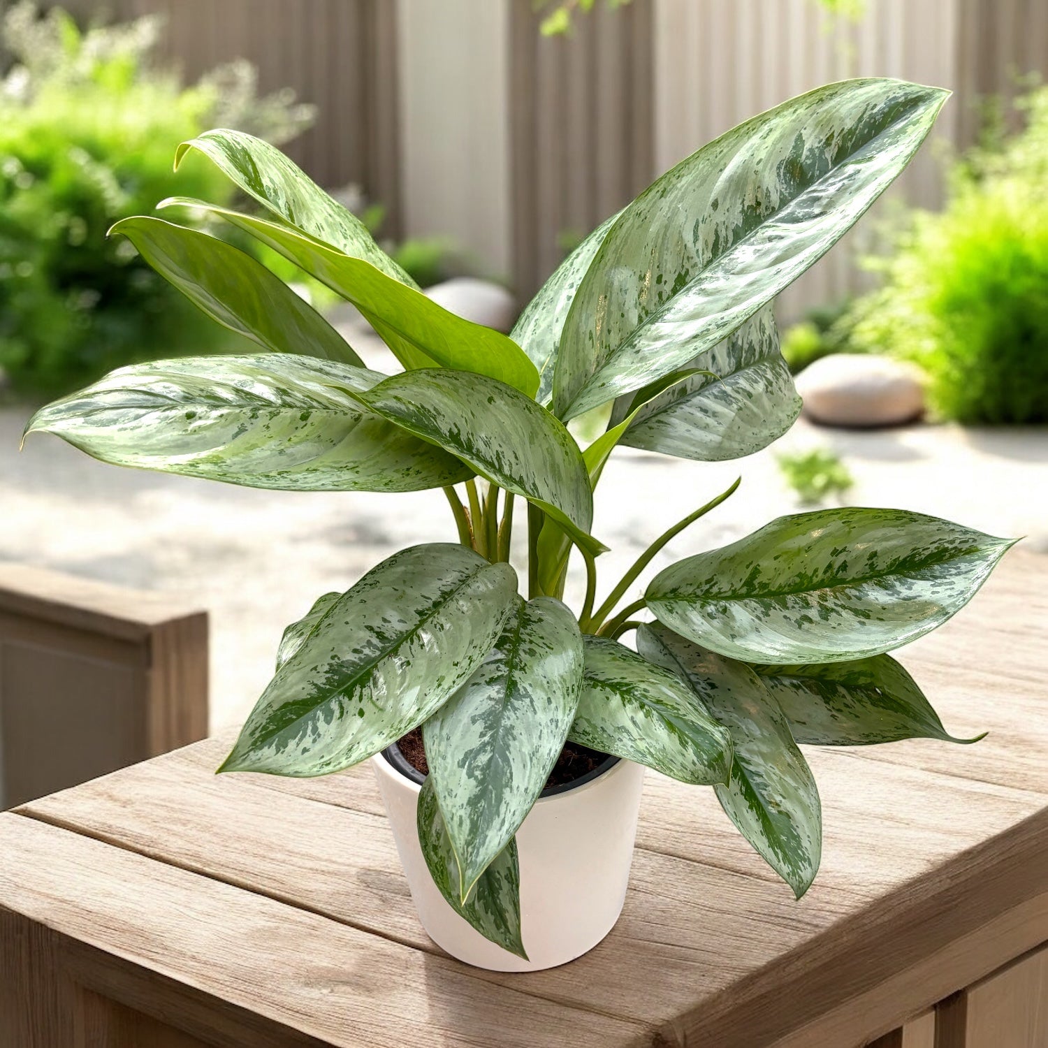 silver frost aglaonema Aglaonema 'Silver Frost'