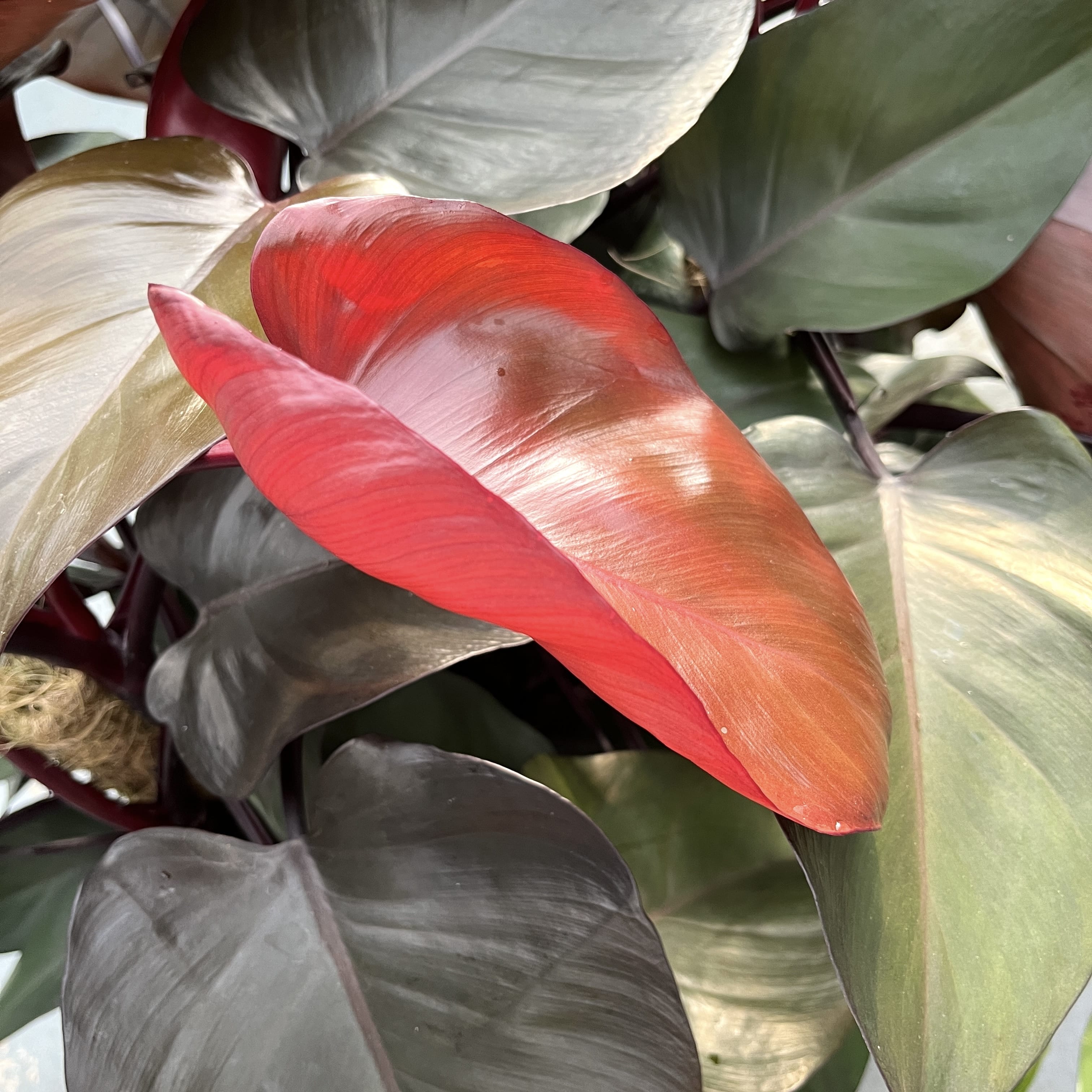 red queen philodendron Philodendron erubescens 'Royal Queen' (New Red)