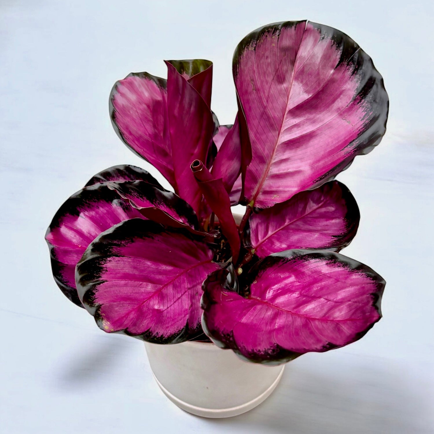 Calathea 'Misty Red' – frunzis intens colorat, cu nuante vibrante – Secret  Garden Plant Shop