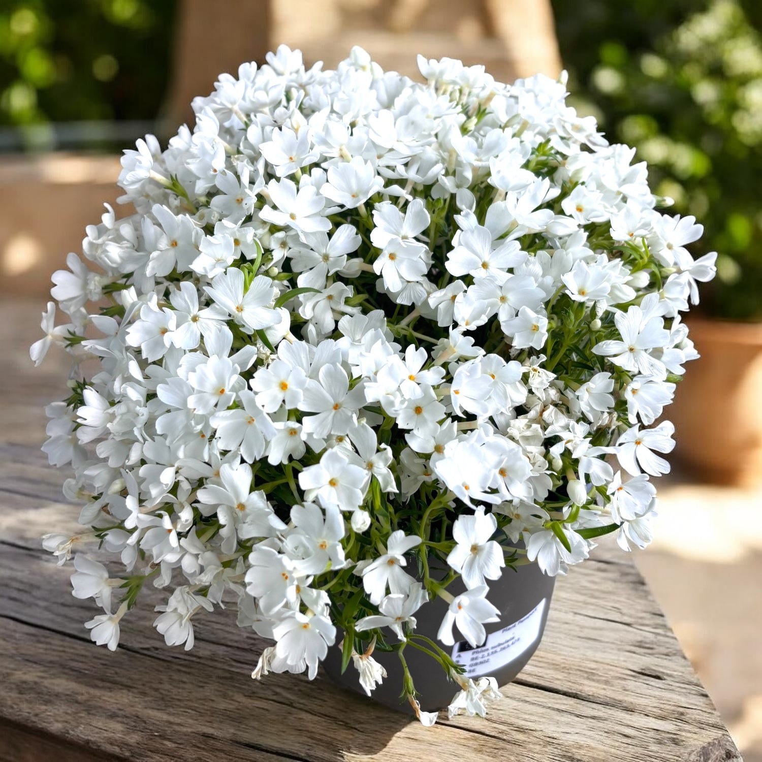 Phlox subulata 'Fabulous White' - brumarele taratoare albe