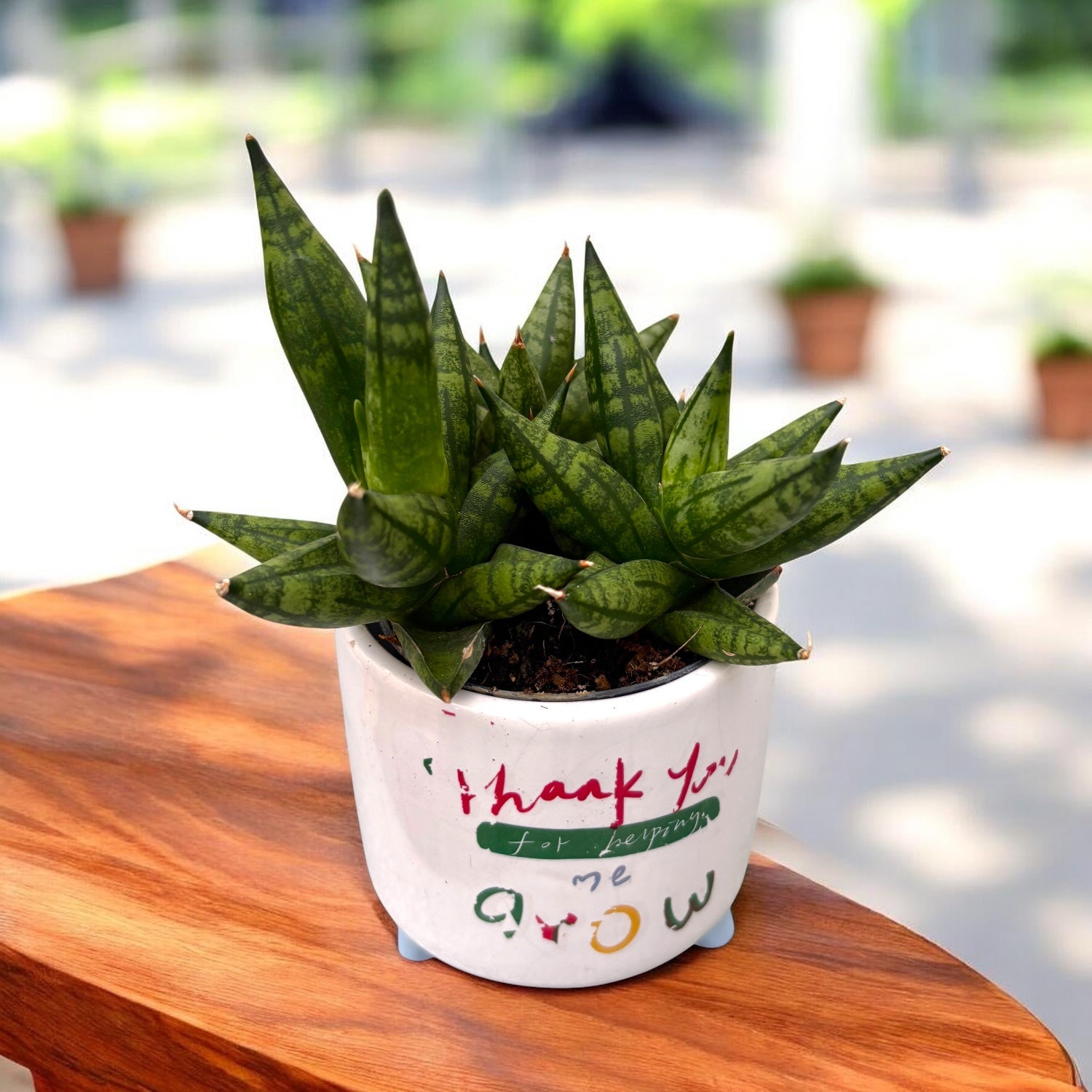 sansevieria pianta Sansevieria 'Rocky Crown' Multi