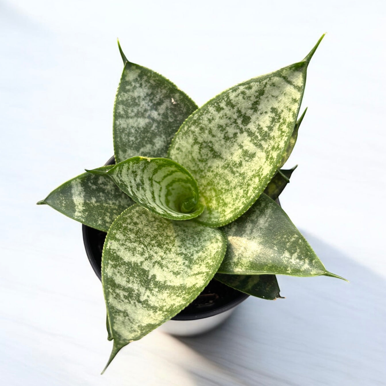 sansevieria suculenta Sansevieria 'Ehrendel' – suculenta compacta cu frunzis marmorat argint – Secret Garden Plant Shop
