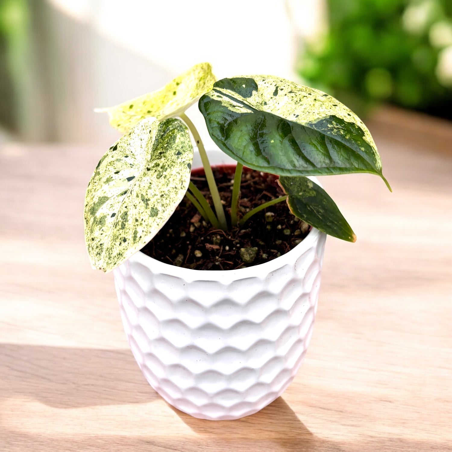 Alocasia baginda 'Dragon Scale' Mint Variegata – Secret Garden
