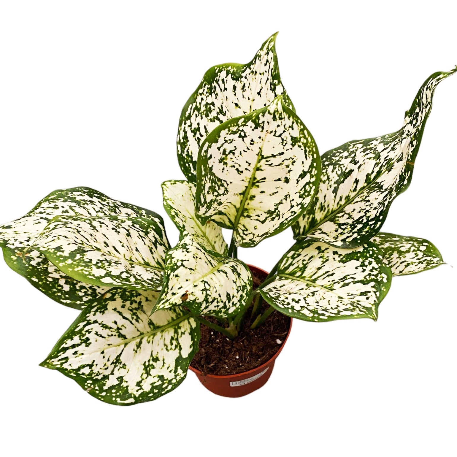aglaonema anyamanee white Aglaonema 'White Anyamanee' – Secret Garden Plant Shop