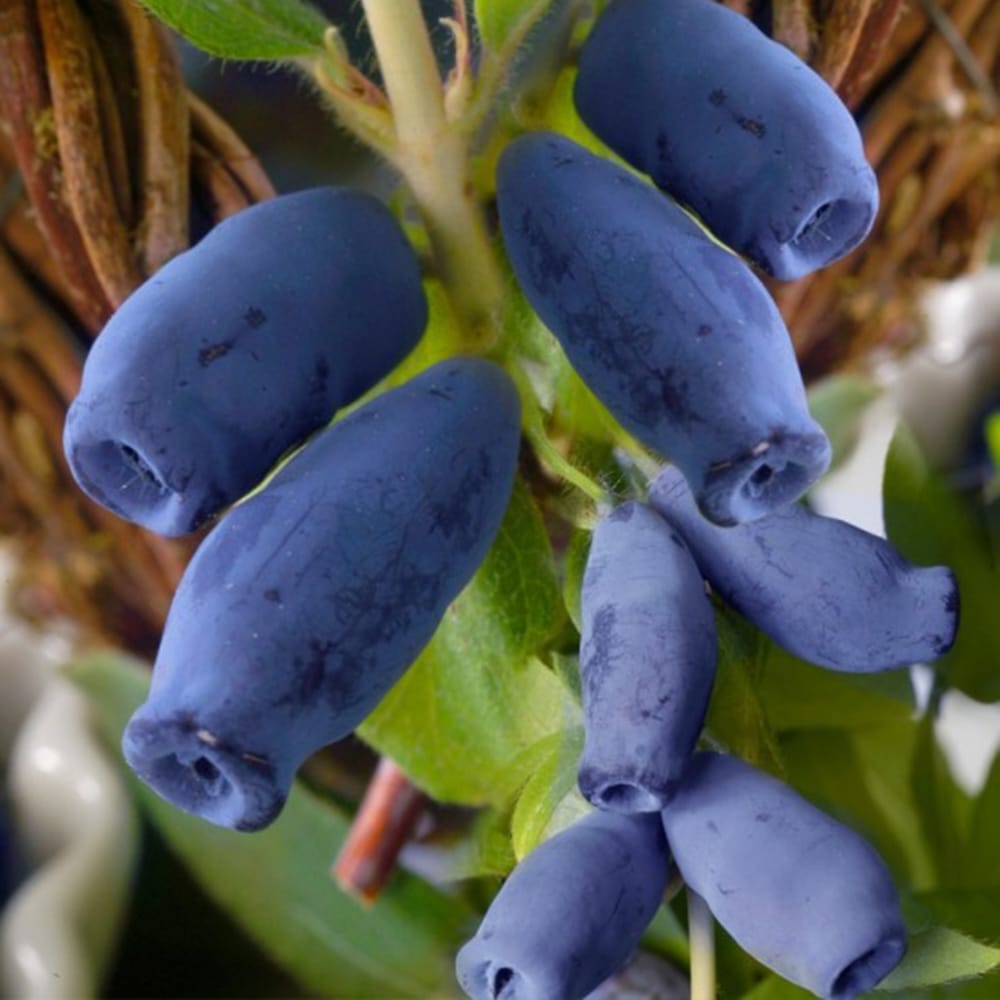 Lonicera kamtschatica 'Indigo Gem'