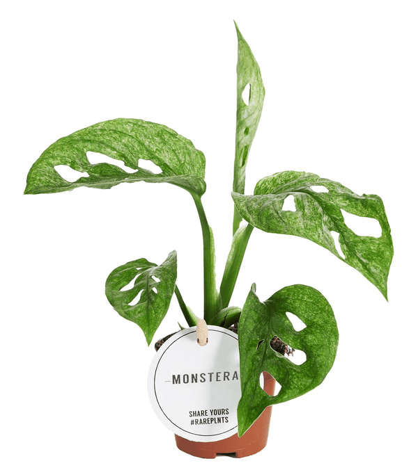 Monstera adansonii 'Mint' (Mottled variegation)