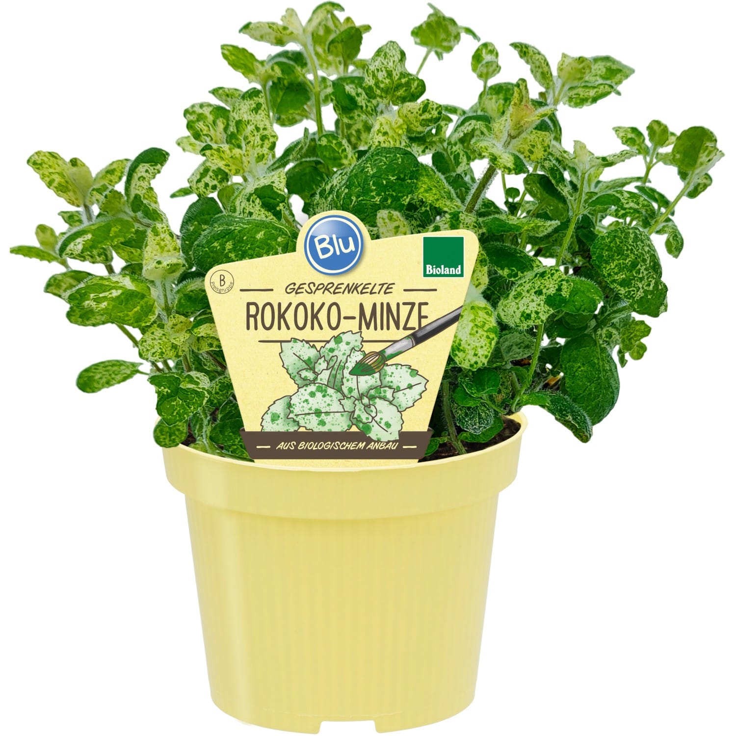 Menta variegata aromata - Mentha suaveolens 'Calixte'