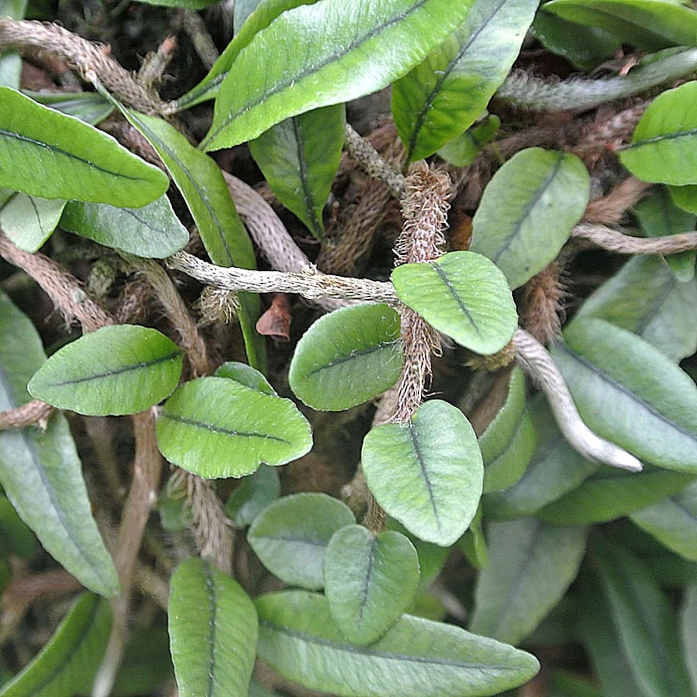 Microgramma vaccinifolia