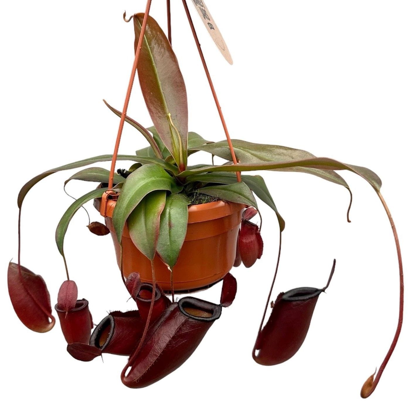 NEPETHICA ネペンテス SEALED BOTTLE PLANTS Nepenthes 'Dark Secret' (Monkey Jars) - O planta carnivora
