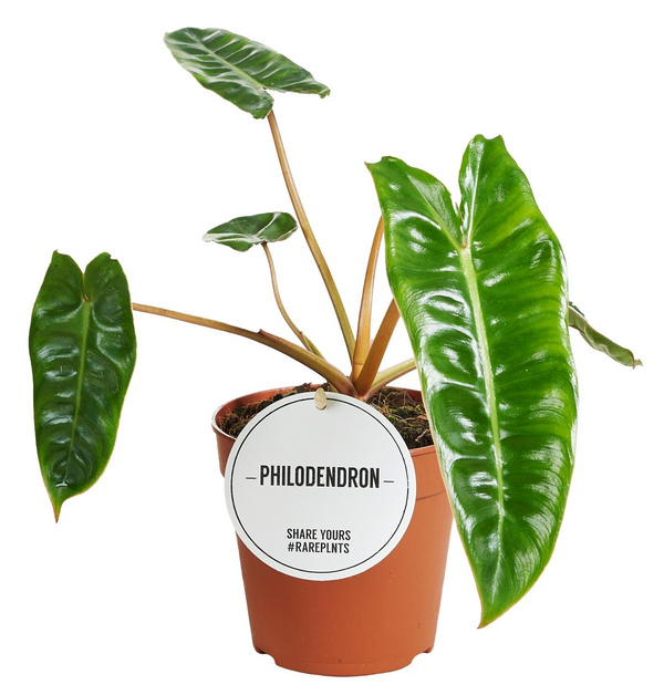 Philodendron billietiae (Netherlands D12)