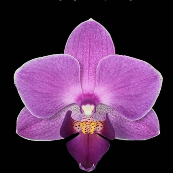 Phalaenopsis Younghome Purple Pinky