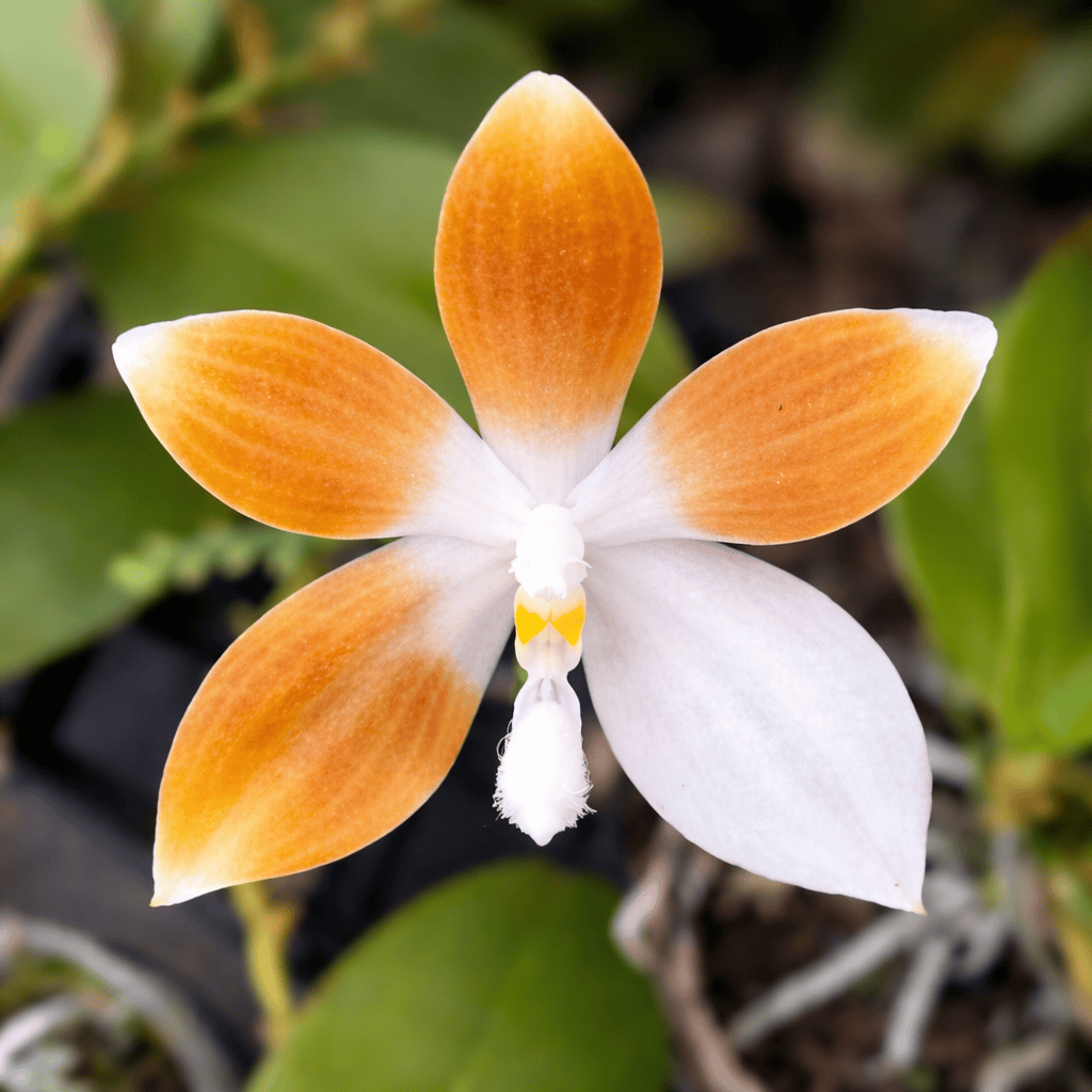 LP Orphax + Poni/Inheritance テストプレス盤 Phalaenopsis tetraspis var. coffee parfumata – Secret Garden Plant