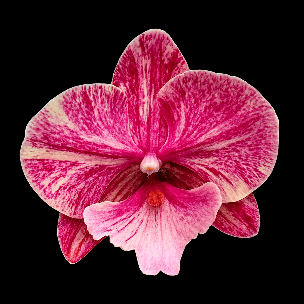 Phalaenopsis King Car Marble '80769' (Big Lip) – Secret Garden