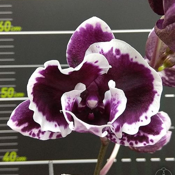 Phalaenopsis Miki Violet Frill '421'