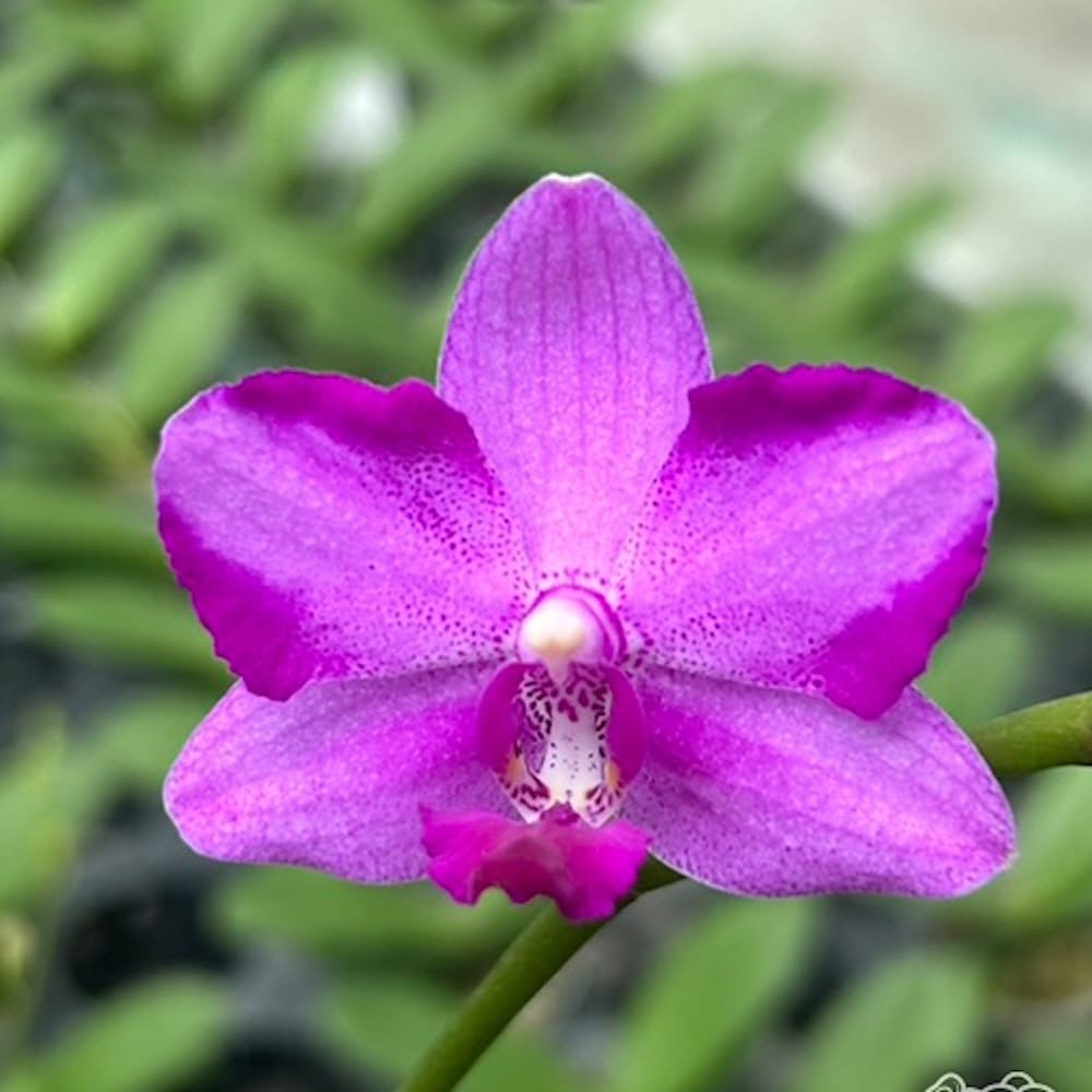 Phalaenopsis Pink Crystal – Secret Garden Plant Shop