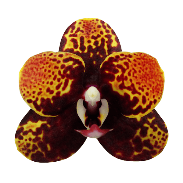 Phalaenopsis GC Reyoung Lava