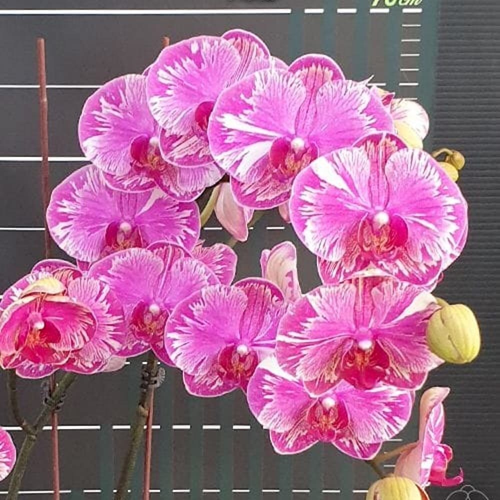 Phalaenopsis I-Hsin Camile