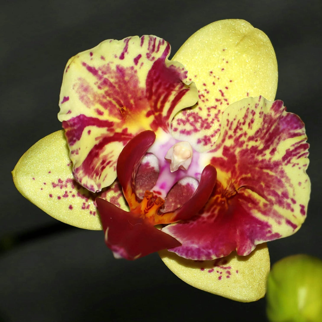 Phalaenopsis Fangmei A Hot (peloric)
