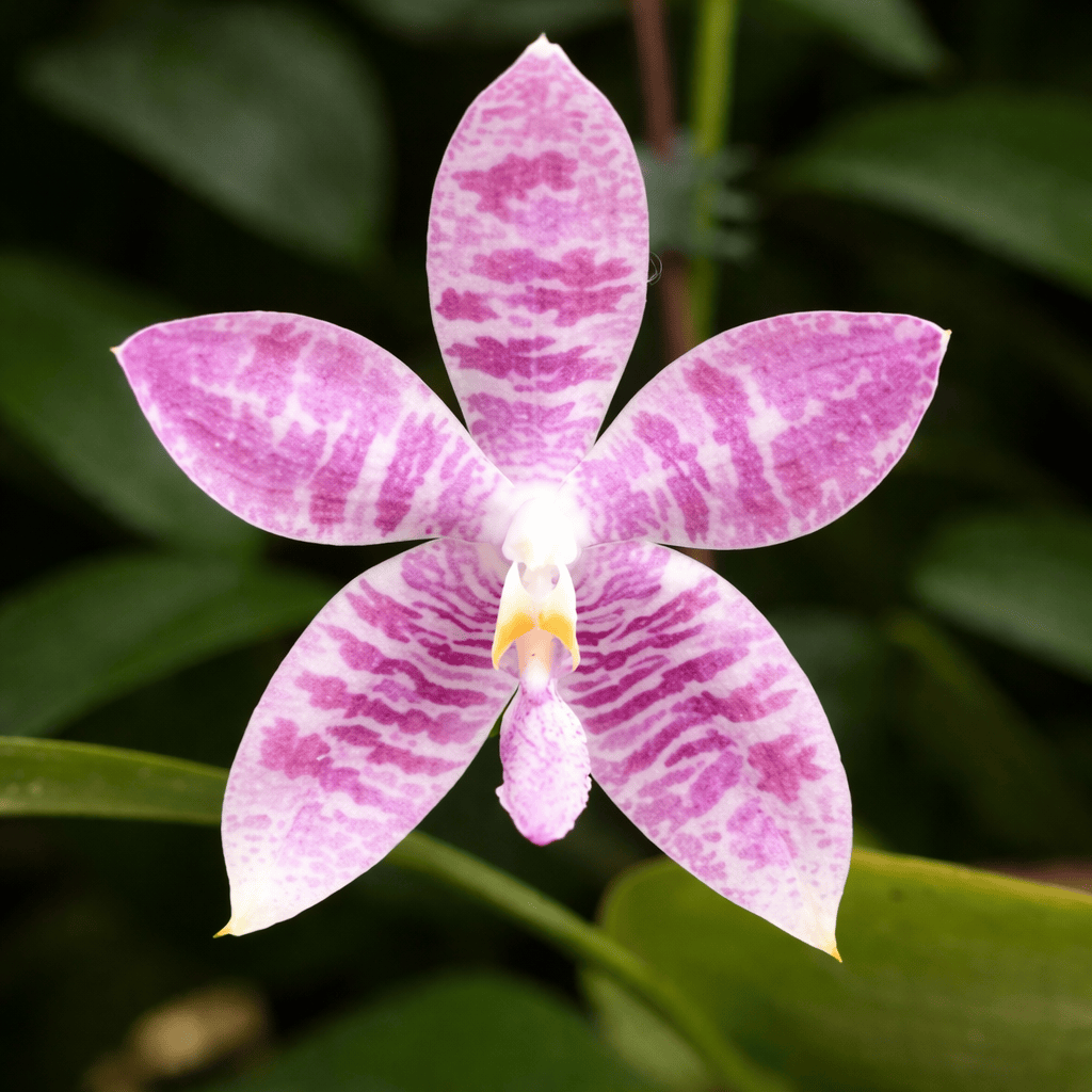 bogenhanf tattoo Phalaenopsis Vinh Long Red Sun 'Dragon Tattoo' – Secret Garden Plant Shop