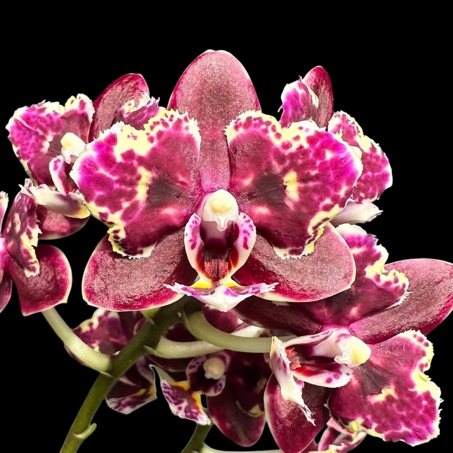 pecolalaさん Phalaenopsis Brother Sara Gold × Sun Raise Red Proletariat