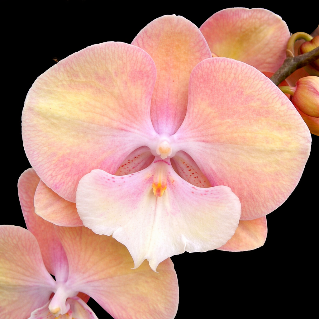*完成*flower✿様オーダー Phalaenopsis Good Times - Big Lip, flori XXL – Secret Garden Plant