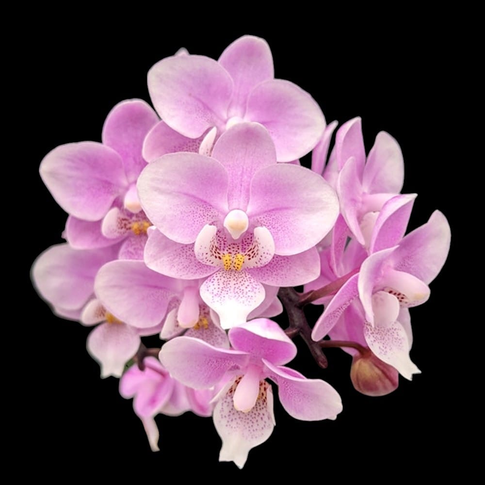 希少 BALLAHOLIC PINK Phalaenopsis Jiaho's Pink Girl '#1' (schilleriana x Zuma's Pixie