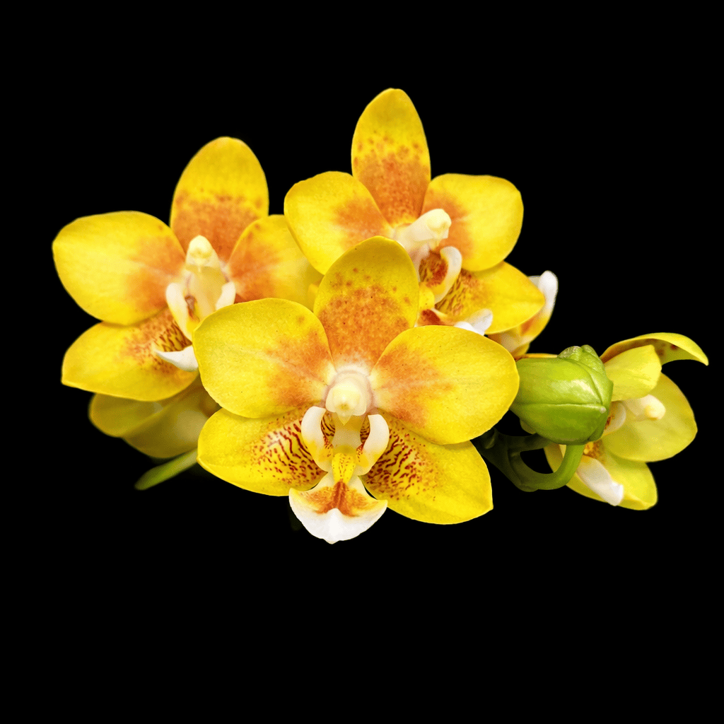 Phalaenopsis KS Balm 'Yellow Chocolate' *fragrant – Secret Garden
