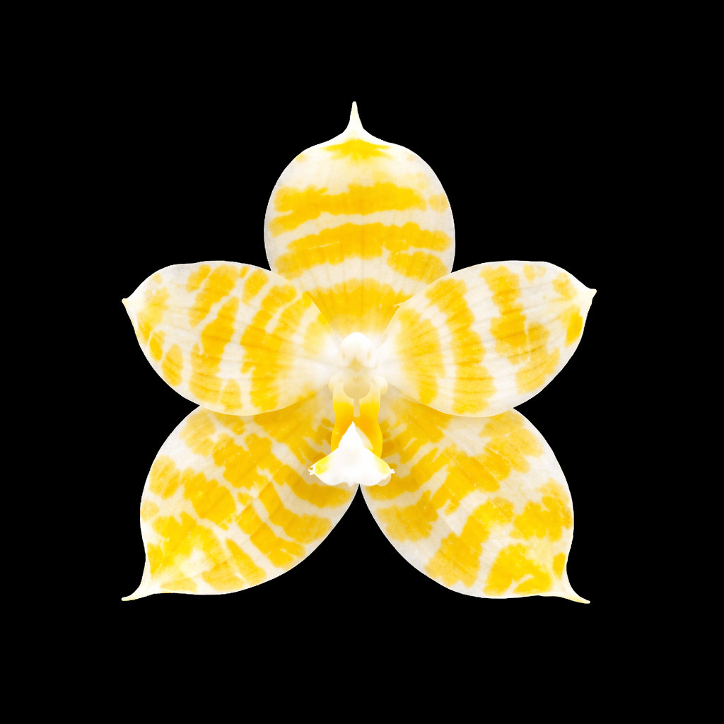 Phalaenopsis KS Super Zebra 'Golden Zebra *parfumata – Secret