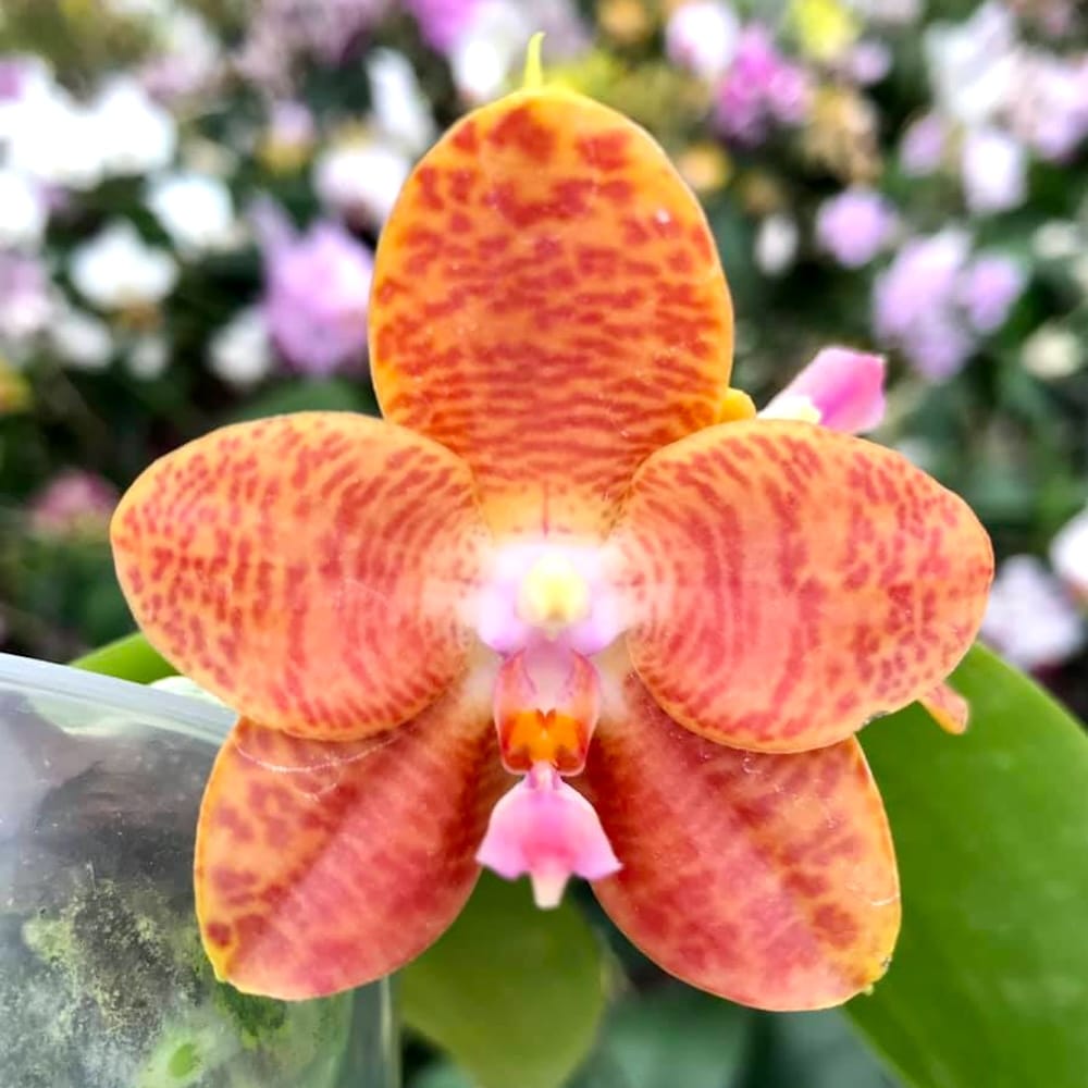 Phalaenopsis LD Giga King '801'