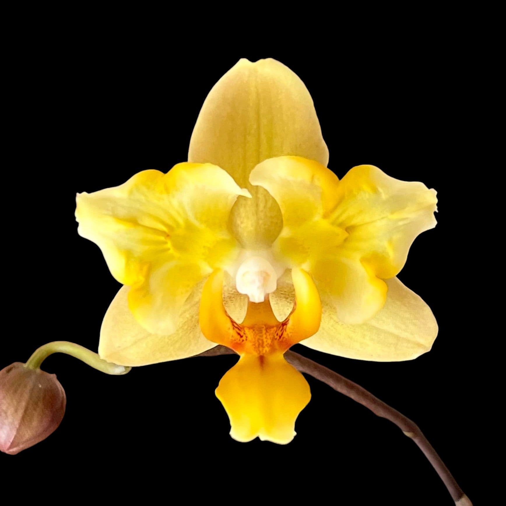 Phalaenopsis Little Emperor '560' (pelorisch - vlinder