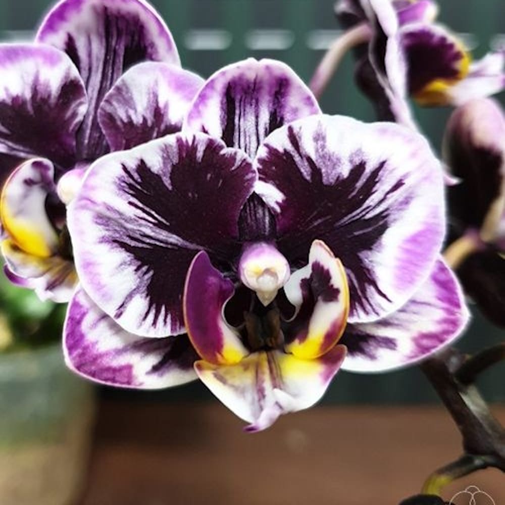Phalaenopsis Miki Black Angel ‘364’ – Floraria Secret Garden (SG)