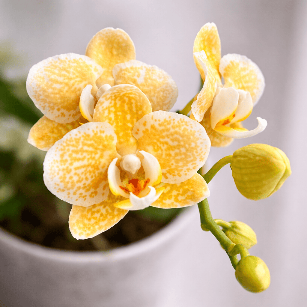 胡蝶蘭　激レア　Phal.Yaphon Golden Leopard Phalaenopsis Yaphon Golden Leopard 'AN6609' – Secret Garden Plant Shop